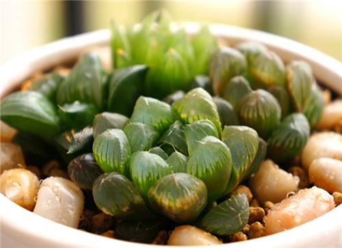 多肉植物玉露养殖方法有哪些？这样浇水越长越剔透！