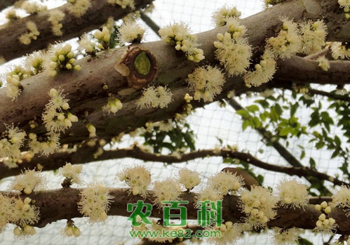 嘉宝果（树葡萄）的繁殖方法