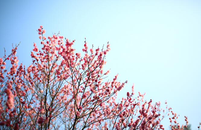 梅花的种植技术大公开