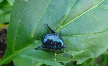 金龟子种类有哪些？附图片