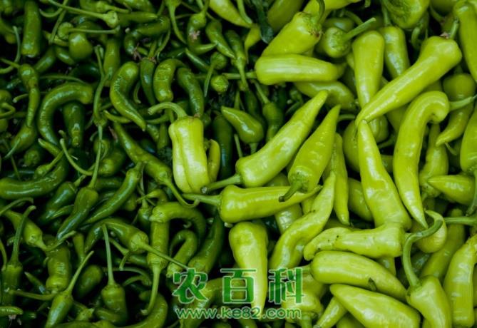 露地辣椒的种植方法