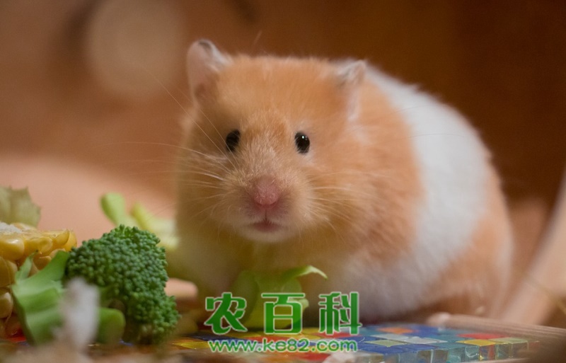 仓鼠的寿命到底有多长?