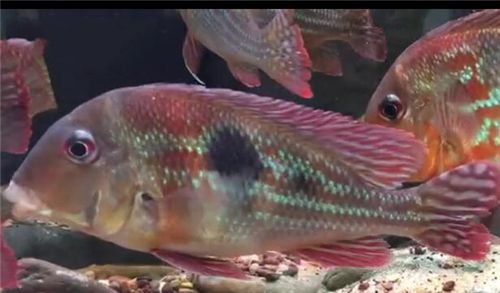 马鲷鱼吃什么长大的？可以和这两种鱼混养！