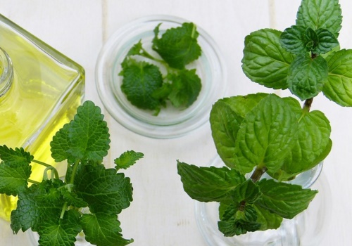 “夜息香”薄荷的主产地在哪里？