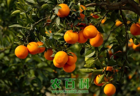 橙子为什么要套袋?附套袋技术介绍!