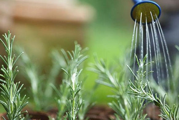 新手养花该注意什么？4个小建议，教你避开养花“雷区”！