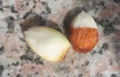 桃子种子什么时候播种?