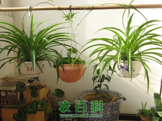 新手养花该注意什么？4个小建议，教你避开养花“雷区”！