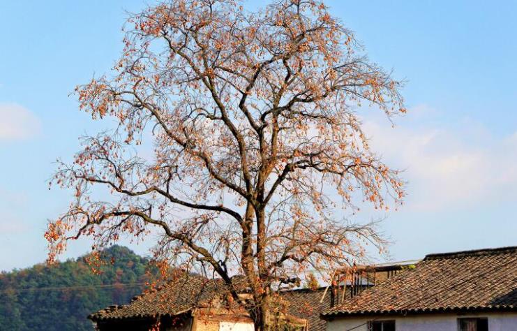 柿树炭疽病症的病特征是什么？