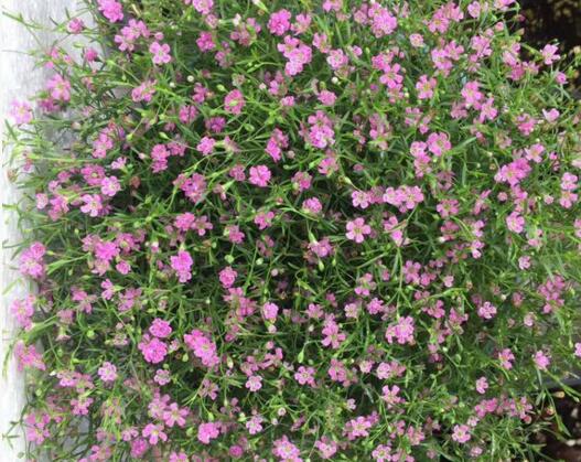 满天星适合什么生长环境？