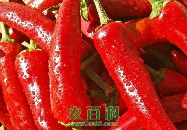 露地辣椒的种植方法
