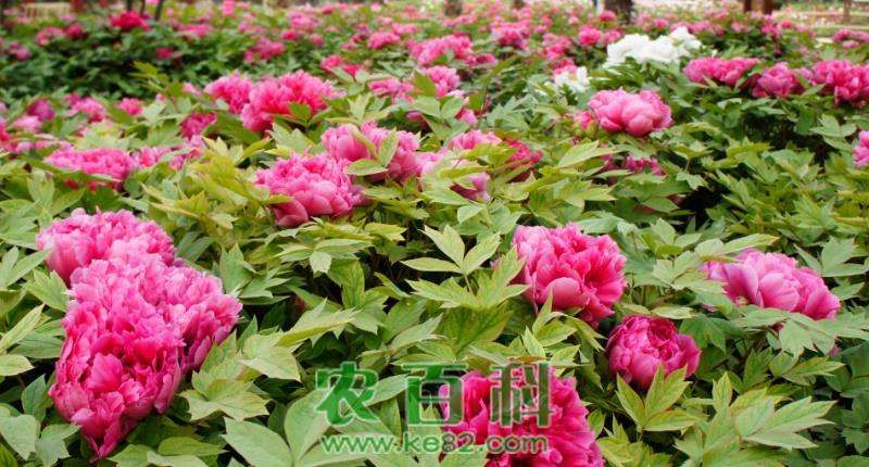 “花中之王”牡丹花籽怎么种植?