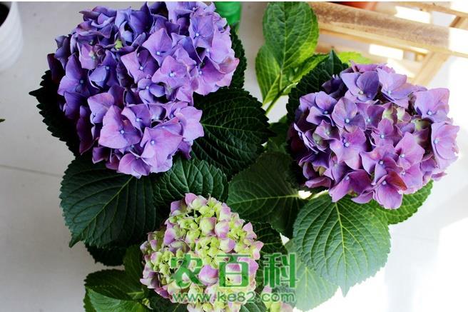绣球花的养殖技巧与方法大公开 附：绣球花的修剪方法