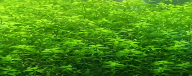 日本珍珠草怎么种