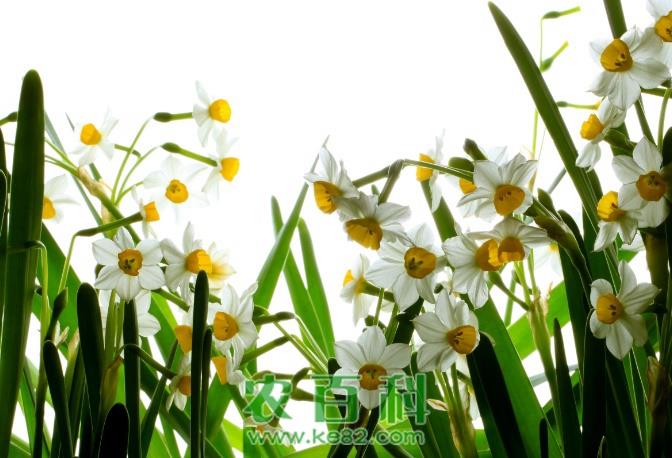 风信子怎么养?如何延长风信子花期?