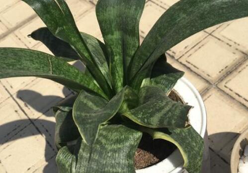 花纹精美的虎尾兰的养殖方法和注意事项有哪些？