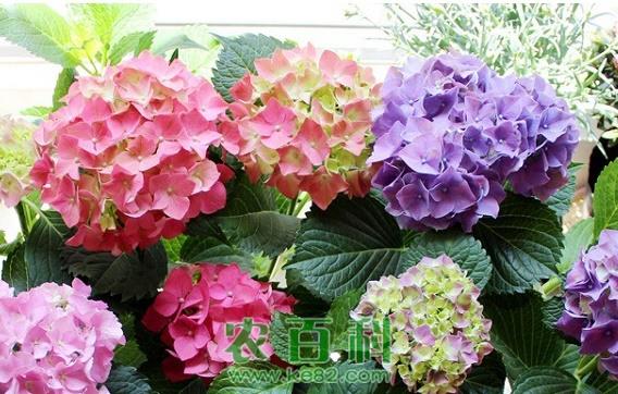 绣球花的养殖技巧与方法大公开 附：绣球花的修剪方法