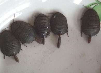 土元养殖存在哪些风险？（内附养殖技术）