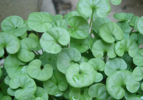 【种植技巧】垂吊马蹄金的种植方法