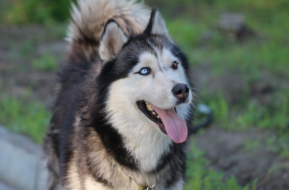 被誉为雪橇三傻的阿拉斯加犬多少钱一只?