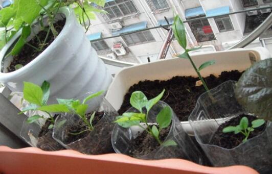 子姜的种植方法和时间？手把手教你种子姜