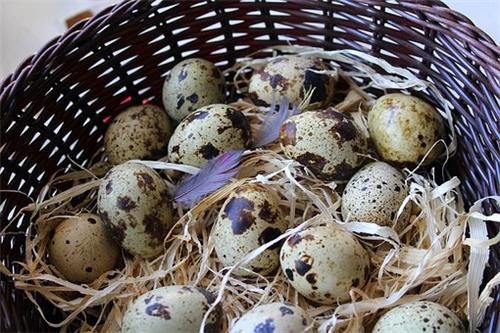 “卵中佳品”鹌鹑蛋价格大概多少钱一斤?两个方法可煮熟!