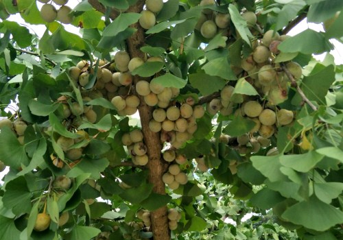 “公孙树”银杏树的果子叫什么?有毒吗?