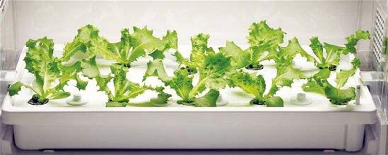 在室内如何种植蔬菜