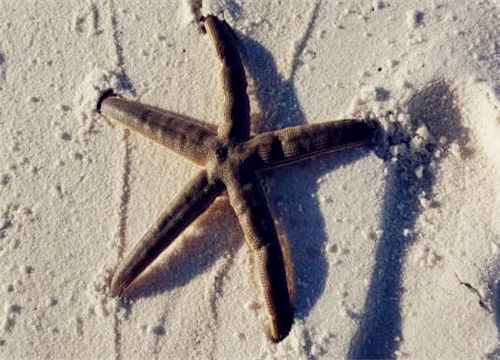 海星能吃吗？