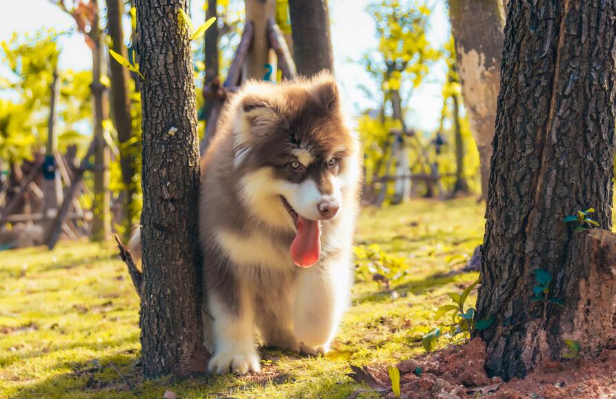 被誉为雪橇三傻的阿拉斯加犬多少钱一只?