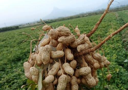 一般花生亩产多少斤?