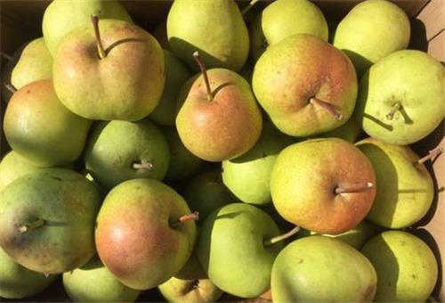 苹果梨市场价格大概多少钱一斤？详解种植方法！