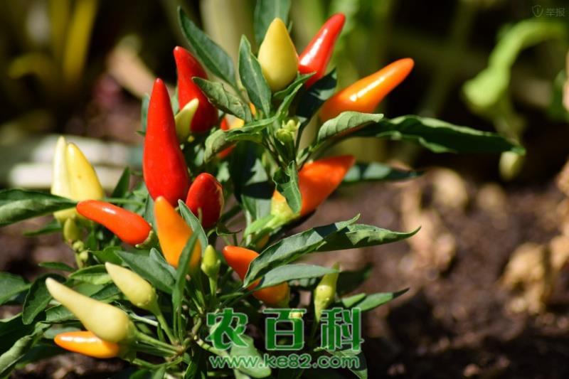 露地辣椒的种植方法