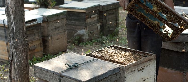 蜜蜂如何养殖