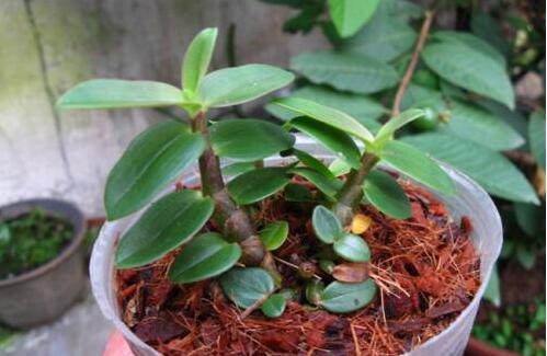 家庭铁皮石斛种植方法是什么？