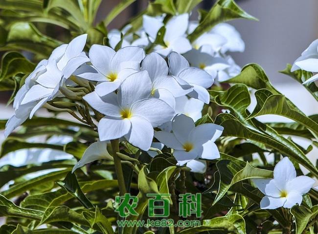 种植技巧：茉莉扦插水培方法