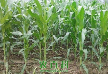 玉米和这几种作物套种，产量翻番，值得借鉴！