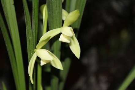 兰花为什么不开花?
