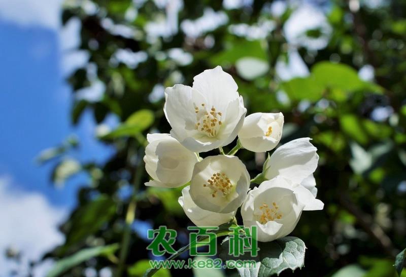 种植技巧：茉莉扦插水培方法