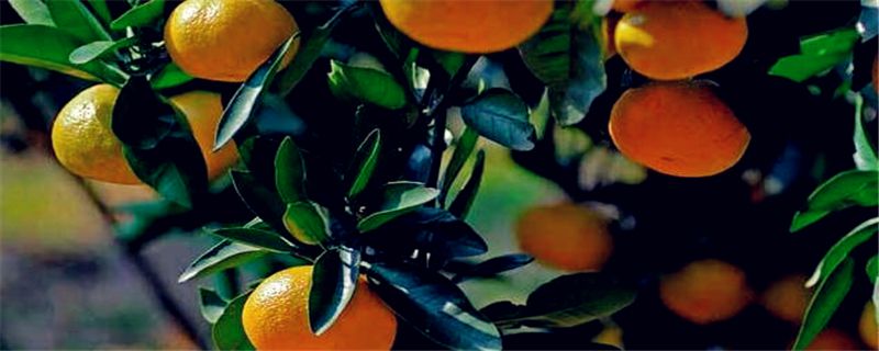 柑橘种植技术