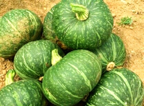 “四季绿”南瓜怎么栽培管理？经验瓜农这样说……