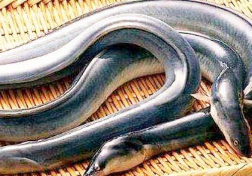 鳗鱼价格多少钱一斤?