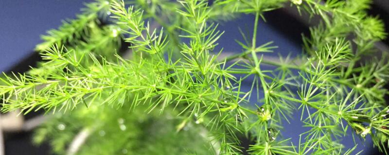 文竹剪枝繁殖方法