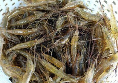 草虾怎么养比较好?