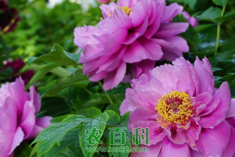 “花中之王”牡丹花籽怎么种植?