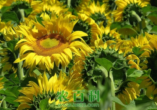 向日葵种子有哪些种植方法？