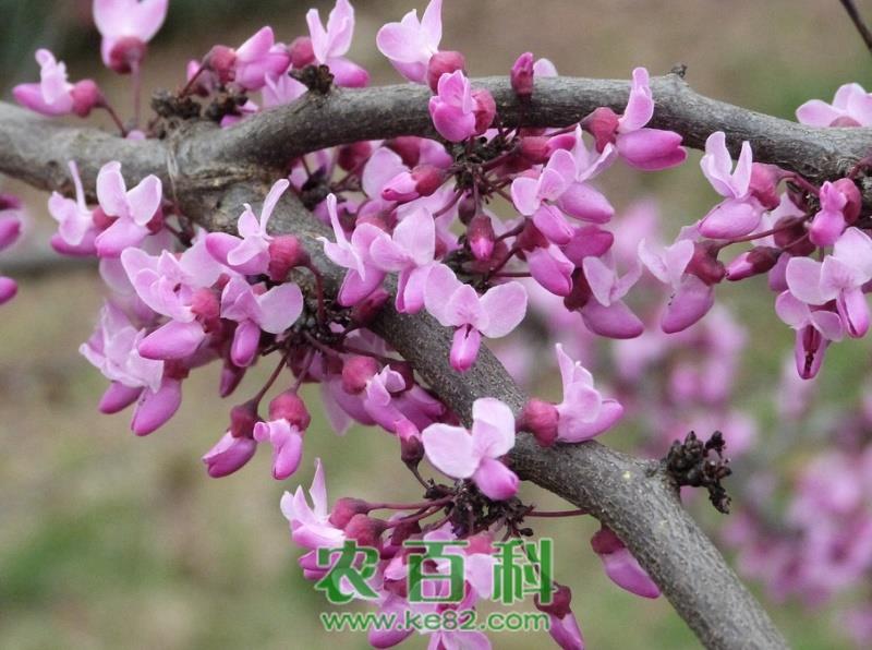 紫荆的高效栽培技术