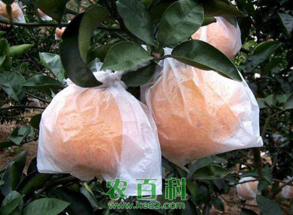 橙子为什么要套袋?附套袋技术介绍!