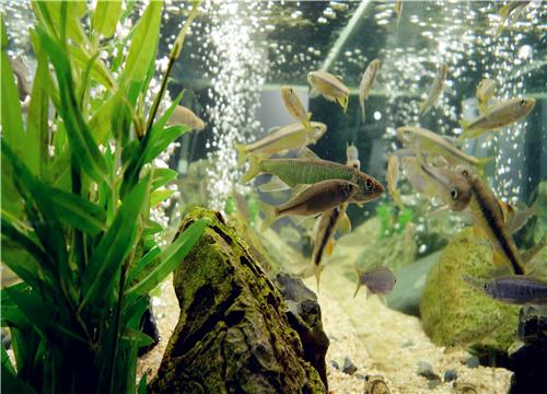 热带鱼新手怎么养不会死？这十大品种值得推荐！