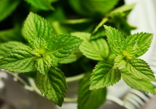 “夜息香”薄荷的主产地在哪里？